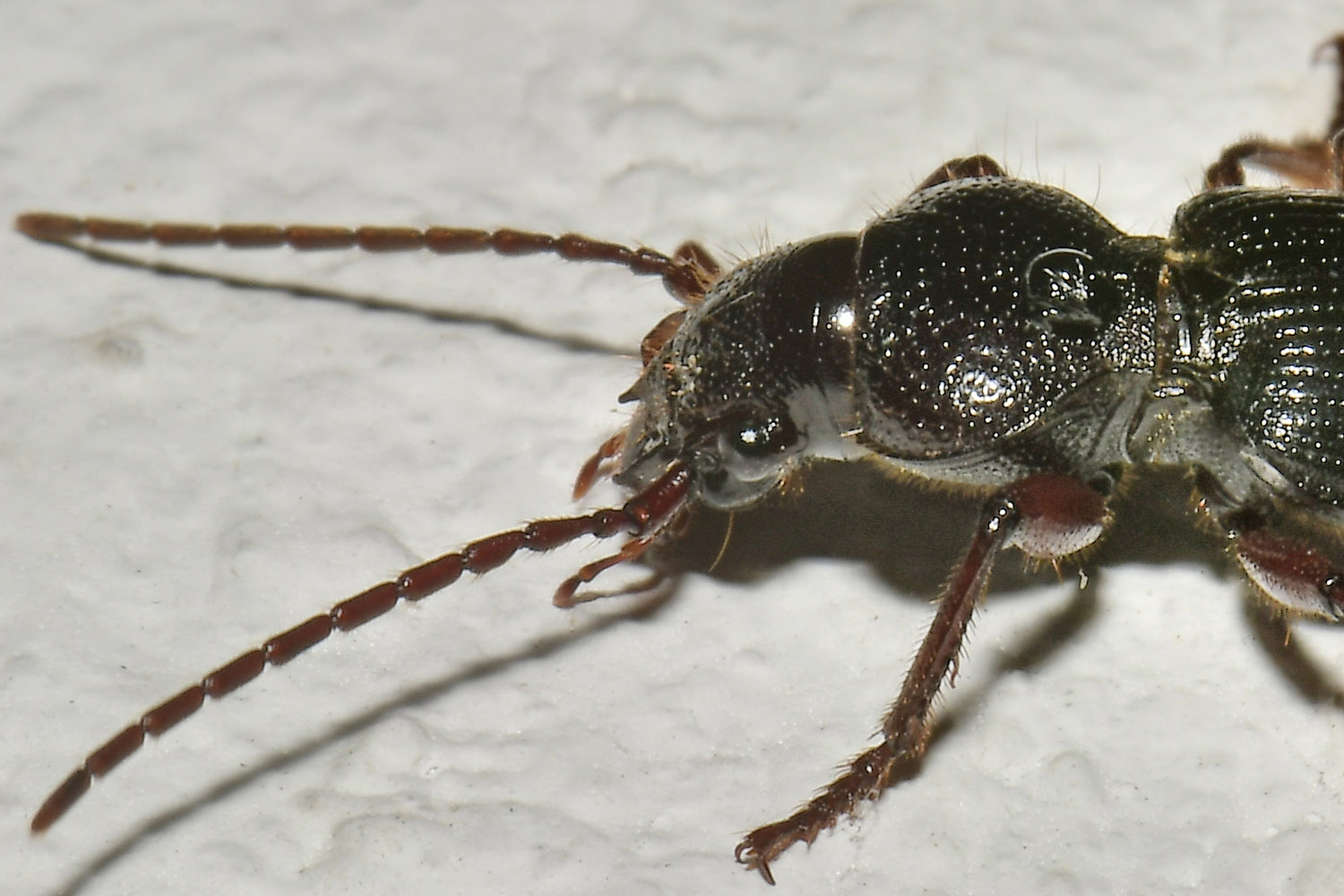 Carabidae: Carterus (Sabienus) tricuspidatus